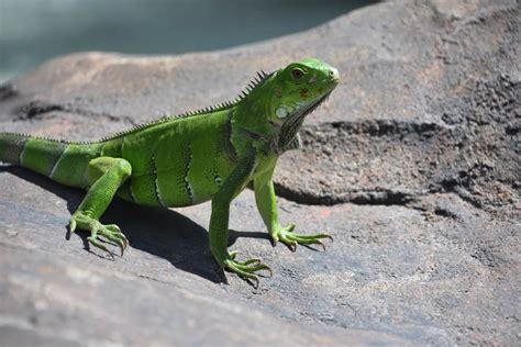 Decoding the Significance of a Startling Encounter with an Untamed Reptile