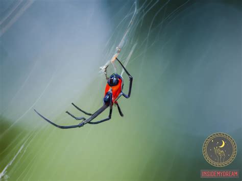 Decoding the Significance of the Redback Spider in Interpreting Dreams