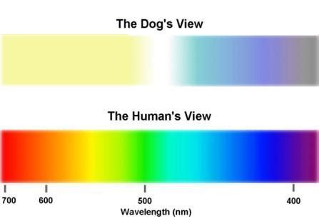 Decoding the Symbolic Significance of Canines in Oneiric Visions