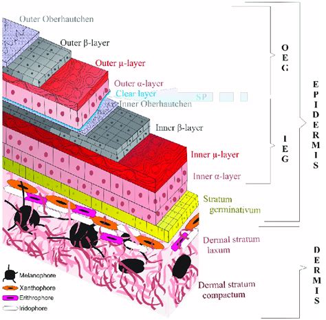 Decoding the Symbolic Significance of Dermal Layer Shedding in Dreamland