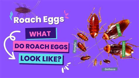 Decoding the Symbolism: A Step-by-Step Guide to Analyzing Dreams of Roach Eggs