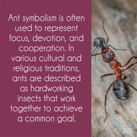 Decoding the Symbolism: The Significance of the Color Red in Ant-Themed Dreams