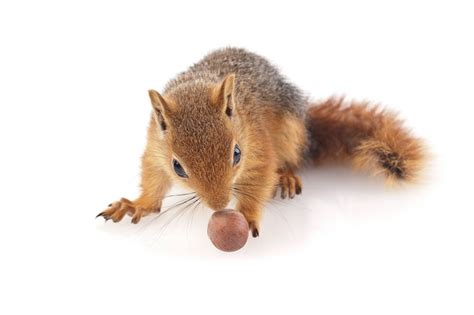 Decoding the Symbolism: Understanding Rodents in Corporate Scenarios