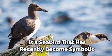 Decoding the Symbolism Behind Seabird Excreta: Unveiling the Significance