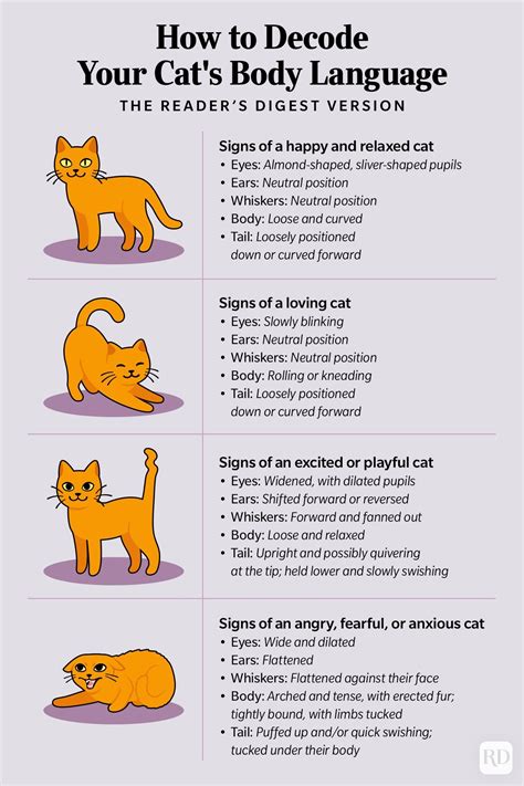 Decoding the Symbolism of Cats