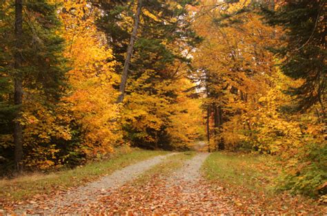 Decoding the Symbolism of Collecting Autumn Foliage: Unlocking the Hidden Secrets of Your Arboreal Reveries