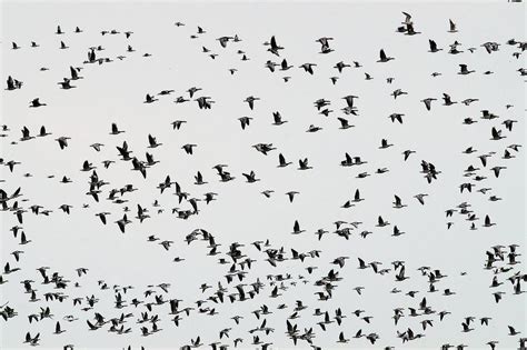 Decoding the Symbolism of Flock in Dreamland