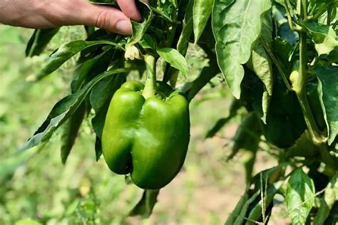 Decoding the Symbolism of Harvesting Bell Peppers in Your Sleep