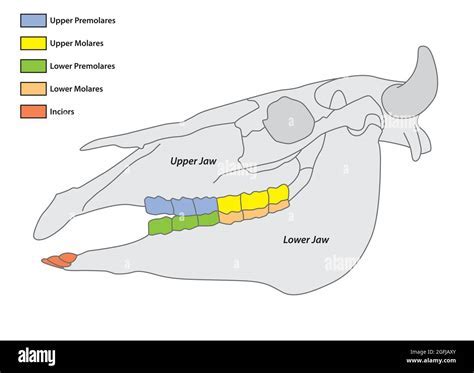 Decoding the Symbolism of Rodent Dental Structures in Dreams