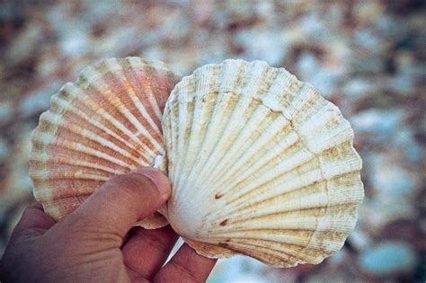 Decoding the Symbolism of Sea Shells: A Key to Unveiling their Hidden Significance