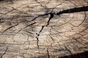 Decoding the Symbolism of Tree Bark in Dream Interpretation
