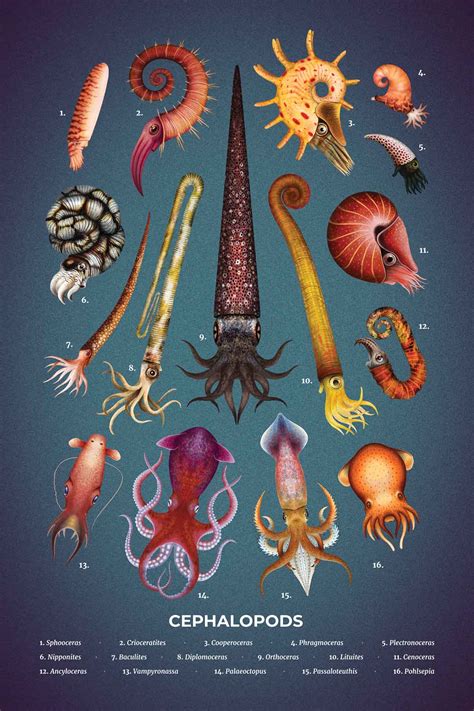 Decoding the Symbolism of the Cephalopod Creature