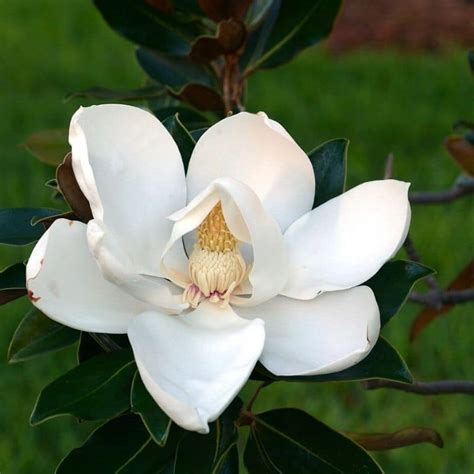 Decoding the Symbolism of the Majestic Magnolia Blossom