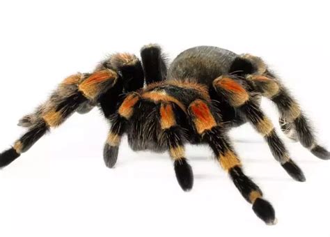 Decoding the Tarantula Symbol: Unraveling the Meaning Behind Your Dreams