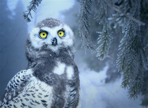 Decoding the Veiled Meanings of Owls in Dreams