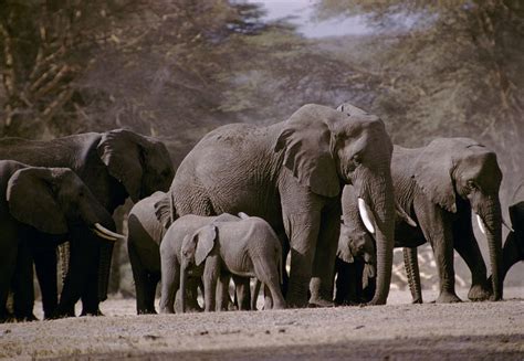 Decoding the Vision of Ivory Woolly Animals: Unveiling the Significance and Interpretation