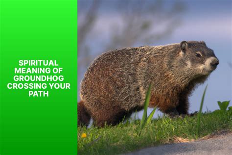 Decoding visions of ivory groundhogs: unlocking the secrets of your inner mind