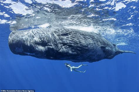 Deep Sea Divers: Revealing the Extraordinary Feeding Habits of Sperm Whales