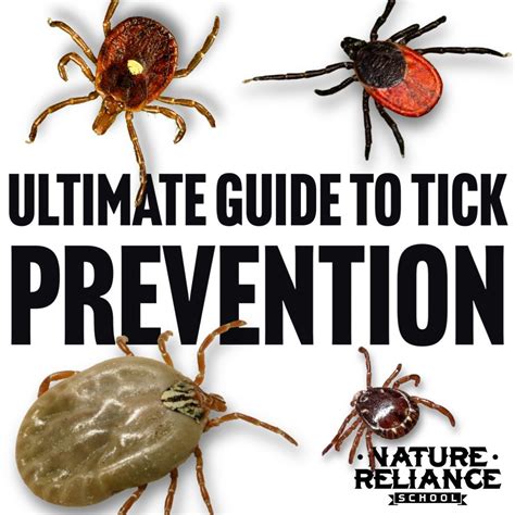 Defying the Itch: Strategies for Tick Prevention