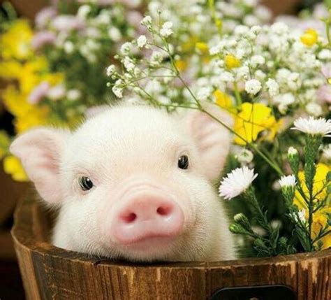 Delighting in the heartwarming cuteness of piglets