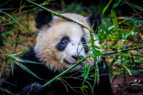 Delve into the Cultural Wonders of Chengdu, the Enchanting Home of the Giant Pandas