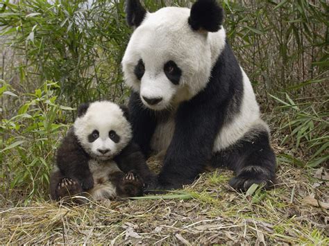 Delve into the Mysteries of Panda Reproduction and Courtship