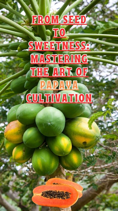 Delve into the Succulent Realm of Papaya