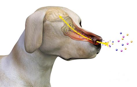 Delving into the Complex Realm of Canine Olfactory Communication