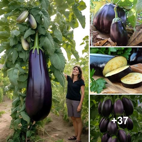 Delving into the Intriguing Realm of Okra Cultivation