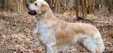 Delving into the Meaning of Golden Retriever Visions: An Expedition into the Depths of the Unconscious Mind