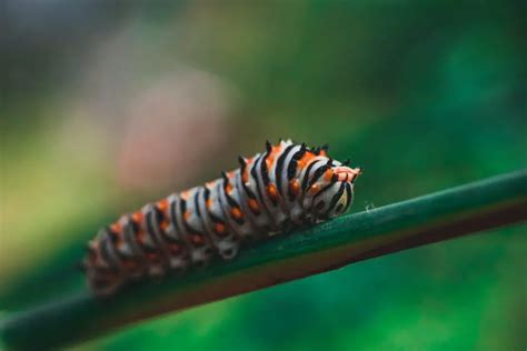 Delving into the Profound Significance of Dreaming about a Spud Insect