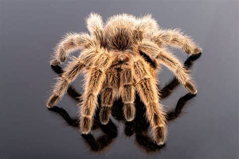 Delving into the Psychological Significance of Tarantula Dreams