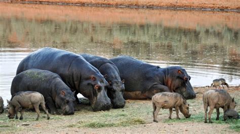 Delving into the Psychological and Emotional Significance of Dreaming alongside Hippopotamuses