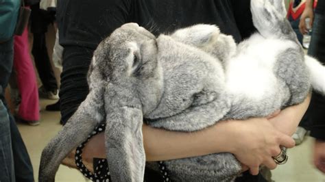 Delving into the Realm of Unusual Desires: Exploring Giant Rabbits in Fantasies