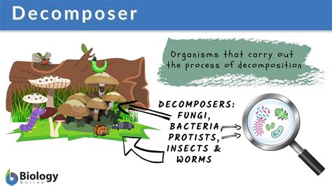 Delving into the Significance of Dreams Involving Decomposing Bodies