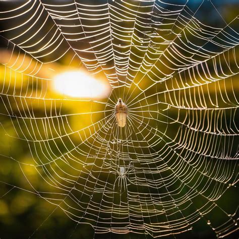 Delving into the Significance of Spider Dreams