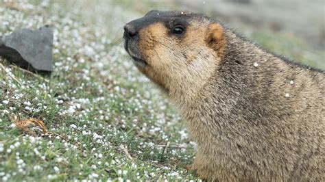 Delving into the Unique Feeding Habits of the Majestic Himalayan Fuzzballs