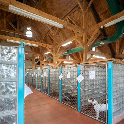 Designing Your Canine Sanctuary