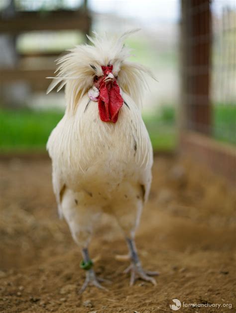 Designing the Perfect Rooster Sanctuary