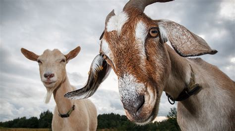 Determining if Goat Ownership Aligns with Your Aspirations