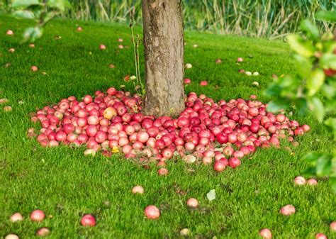 Developing Your Apple Tree Planting Skills: Methods and Expert Techniques