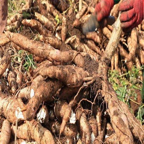 Developing a Solid Marketing Strategy for Selling Tapioca Root