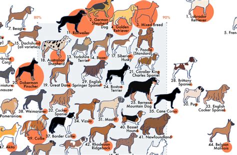 Different Breeds, Different Personalities: Exploring the World of Puppy Temperaments