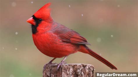 Different Contexts: Indications of Dreaming about Cardinals