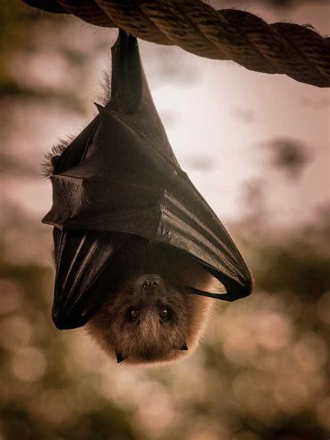 Different Cultural Interpretations of Dreams Involving Bats