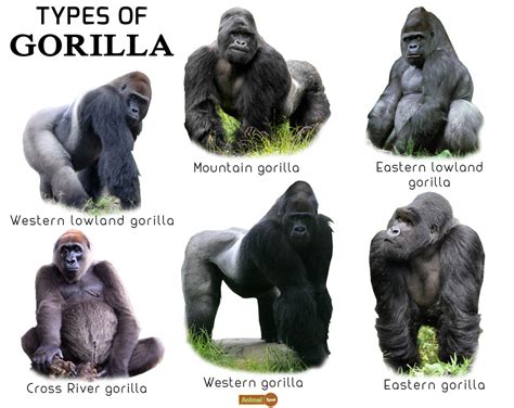 Different Species of Gorillas and Their Characteristics