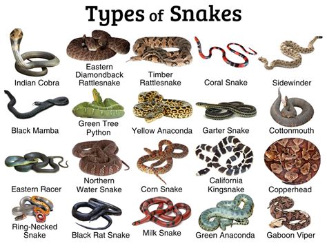 Different colors of snakes and their meanings