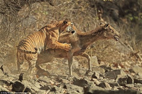 Different perspectives on a tiger attacking a dear companion