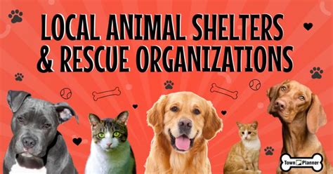 Discover Local Animal Shelters and Rescue Organizations