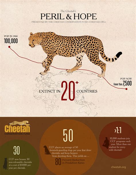 Discover Ways to Contribute to Cheetah Conservation Efforts